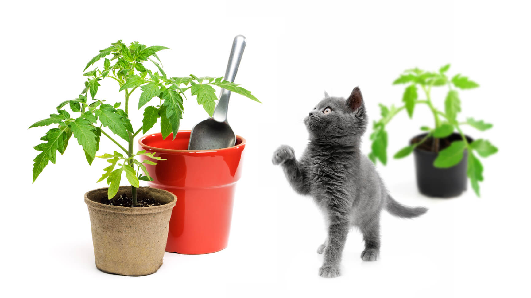 Gardening and pet facilities on social networks